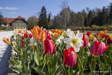 Spomladanska razstava Arboretum Volčji Potok Foto Mateja Račevski-6